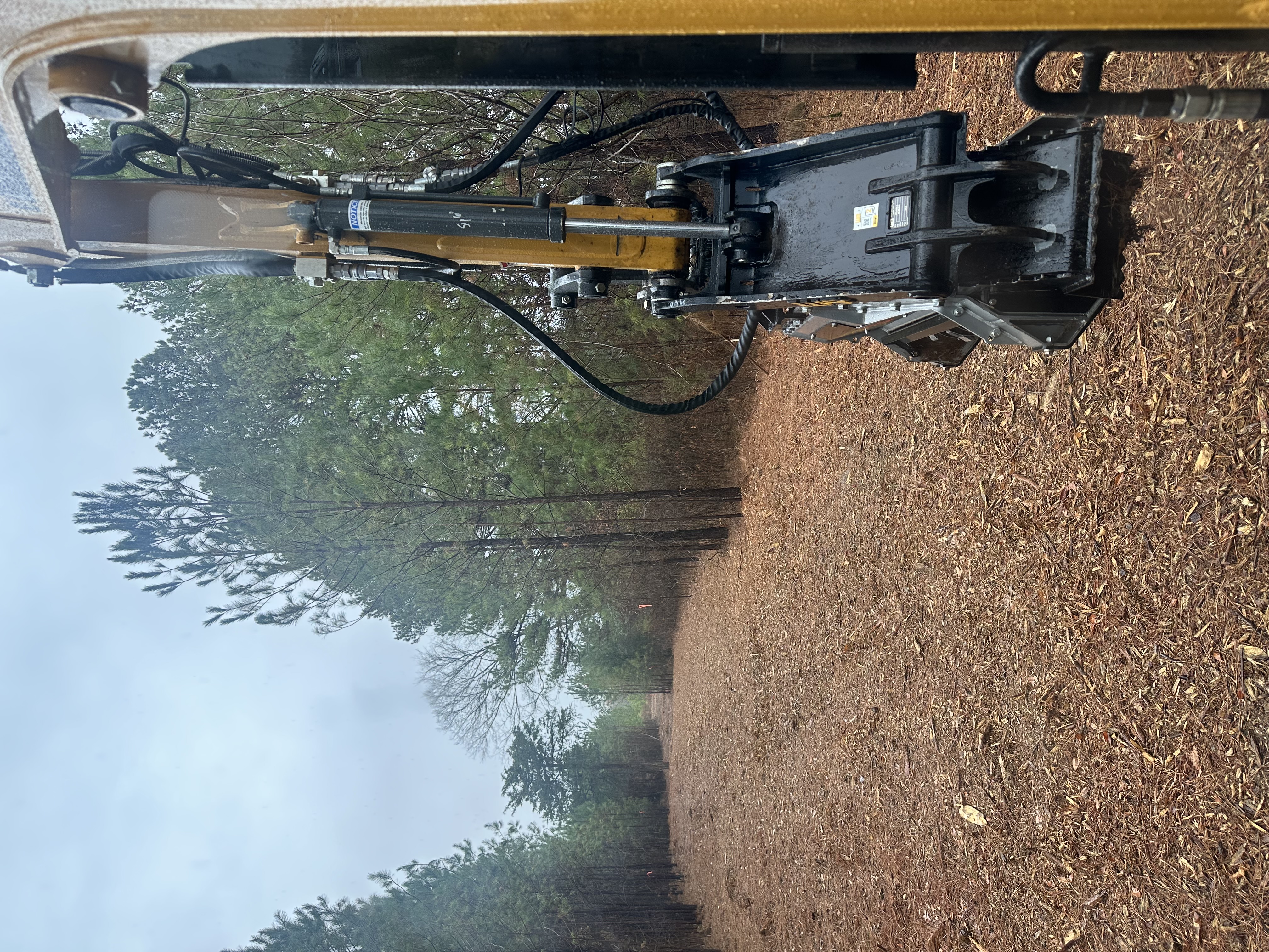 Tree Removal